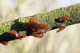 Attēlu rezultāti vaicājumam “Exidia recisa”