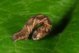 Attēlu rezultāti vaicājumam “Timandra comae”