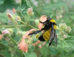 Attēlu rezultāti vaicājumam “Bombus”