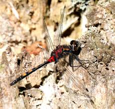 Attēlu rezultāti vaicājumam “Leucorrhinia dubia male”