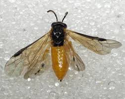 Attēlu rezultāti vaicājumam “Athelia pyriformis”