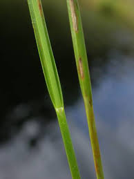 Attēlu rezultāti vaicājumam “Rhynchospora alba”