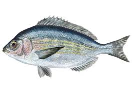 Image result for Spondyliosoma cantharus