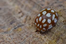 Attēlu rezultāti vaicājumam “Sospita vigintiguttata”