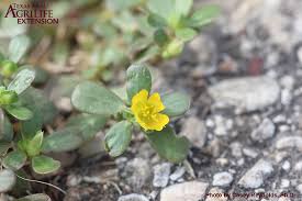 Attēlu rezultāti vaicājumam “Portulaca oleracea”