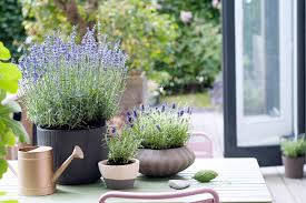 Image result for Lavendel