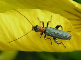 Attēlu rezultāti vaicājumam “Oedemera croceicollis”