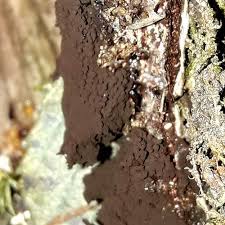 Attēlu rezultāti vaicājumam “Symphytocarpus impexus”