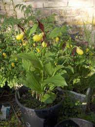 Attēlu rezultāti vaicājumam “Cypripedium calceolus”
