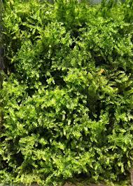 Attēlu rezultāti vaicājumam “Hypnum”