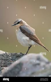 Attēlu rezultāti vaicājumam “Oenanthe oenanthe male”