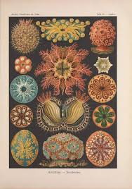 Image result for ernst haeckel