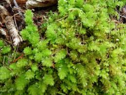 Attēlu rezultāti vaicājumam “Plagiomnium undulatum sporophyte”