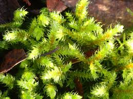 Attēlu rezultāti vaicājumam “Rhytidiadelphus”