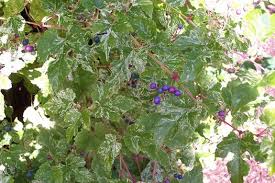 Attēlu rezultāti vaicājumam “Ampelopsis glandulosa var. brevipedunculata”