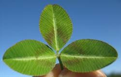 Attēlu rezultāti vaicājumam “Trifolium spadiceum leaf”