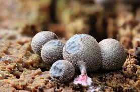 Attēlu rezultāti vaicājumam “Lycogala maculatum macro”