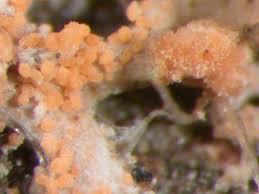 Attēlu rezultāti vaicājumam “Microcalicium disseminatum”