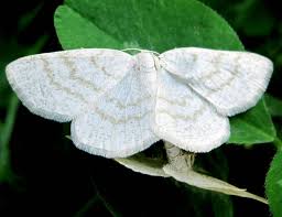 Attēlu rezultāti vaicājumam “Cabera exanthemata”