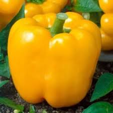 Afbeeldingsresultaat voor marconi golden sweet pepper