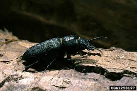 Attēlu rezultāti vaicājumam “Spondylis buprestoides”