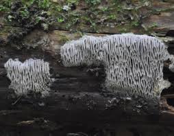 Attēlu rezultāti vaicājumam “Antrodiella faginea”