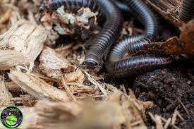 Attēlu rezultāti vaicājumam “Ommatoiulus sabulosus aimatopodus”