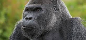 Image result for Bristol Swifts