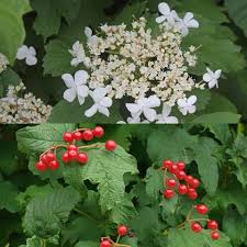 Attēlu rezultāti vaicājumam “Viburnum opulus flower”
