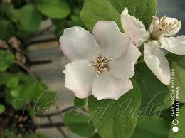 Attēlu rezultāti vaicājumam “Cydonia oblonga flower”