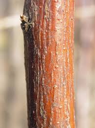 Attēlu rezultāti vaicājumam “Spiraea chamaedryfolia”