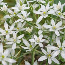 Attēlu rezultāti vaicājumam “Ornithogalum umbellatum flower”