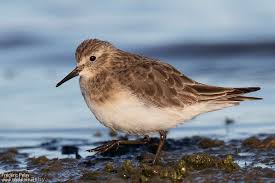 Image result for Calidris bairdii