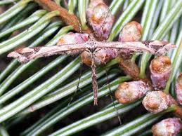 Attēlu rezultāti vaicājumam “Platyptilia sp.”