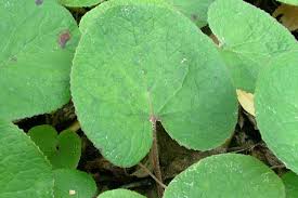 Attēlu rezultāti vaicājumam “Petasites spurius leaf”