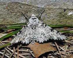 Attēlu rezultāti vaicājumam “Epirranthis diversata imago”