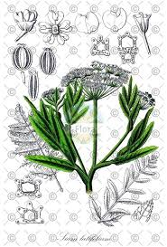 Attēlu rezultāti vaicājumam “Sium latifolium flower”