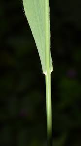 Attēlu rezultāti vaicājumam “Brachypodium pinnatum”