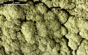 Attēlu rezultāti vaicājumam “Pertusaria flavida”