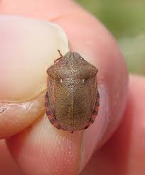 Attēlu rezultāti vaicājumam “Eurygaster testudinaria”