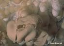The Virtual Cave: Blisters