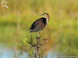 Image result for Butorides virescens