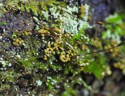 Attēlu rezultāti vaicājumam “Claustria didermoides”