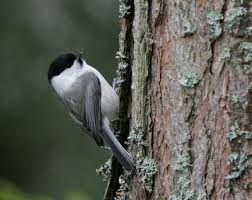 Attēlu rezultāti vaicājumam “Poecile montanus”