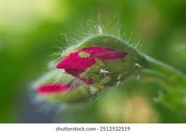 Attēlu rezultāti vaicājumam “Sacchiphantes abietis exuvia”