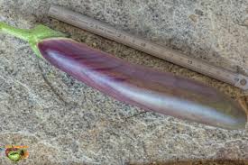 Afbeeldingsresultaat voor fengyuan purple eggplant