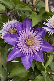 Image result for clematis multi blue