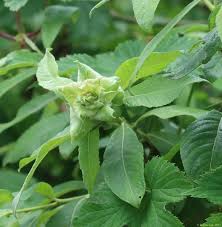 Attēlu rezultāti vaicājumam “Rhabdophaga rosaria”