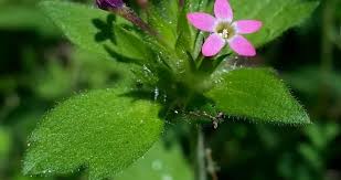 Attēlu rezultāti vaicājumam “Polemoniaceae”