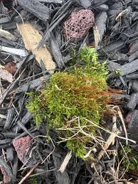 Attēlu rezultāti vaicājumam “Platygyrium repens”